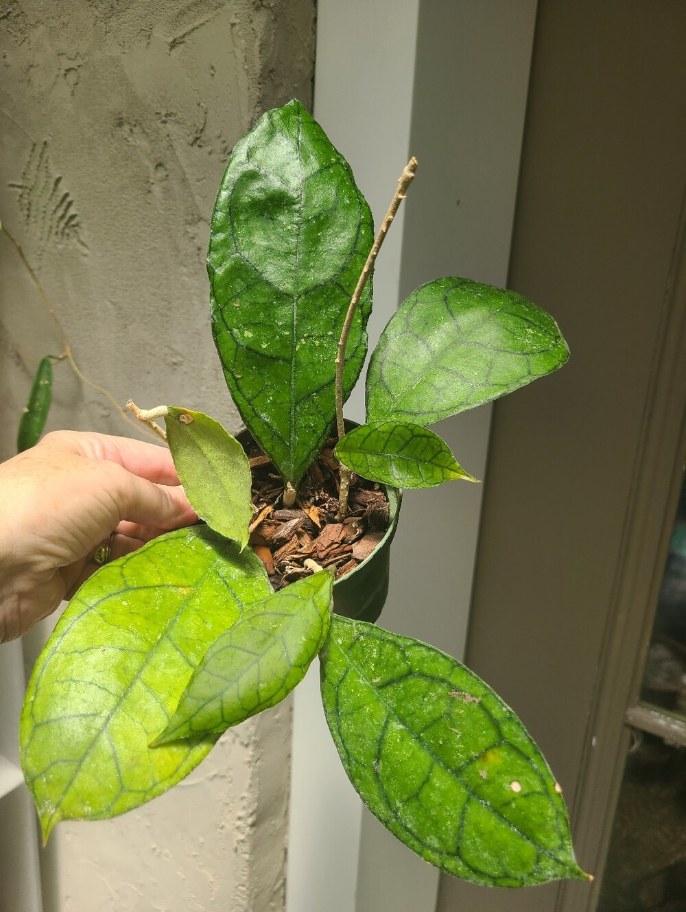 Hoya Finlaysonii Large Leaf, New Growth Emerging